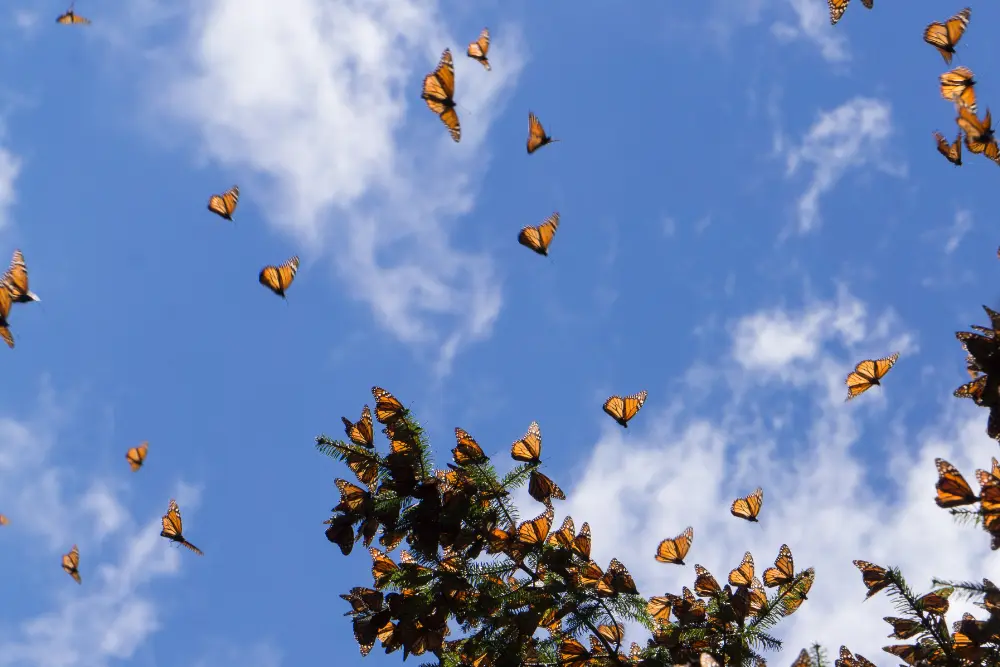 Butterflies flying free